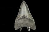 Serrated, Fossil Megalodon Tooth - South Carolina #114506-2
